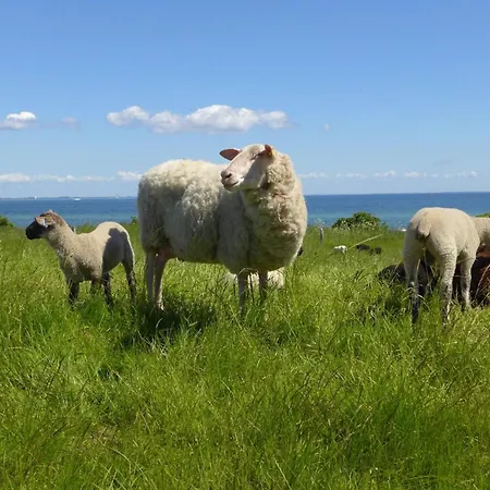 Bambuswald Geltinger Bucht Koppelheck