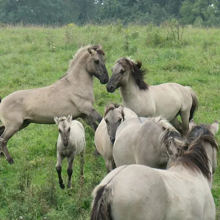 Bambuswald Geltinger Bucht *