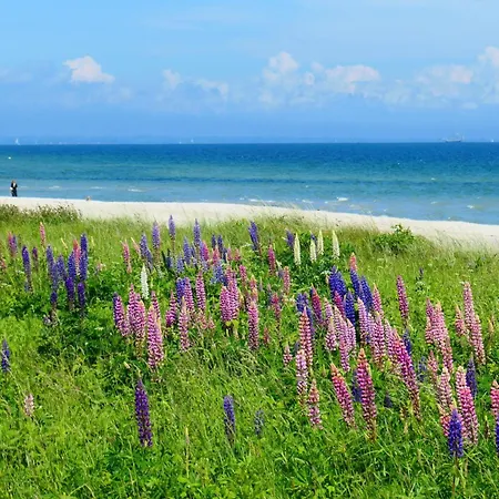 Bambuswald Geltinger Bucht * Koppelheck